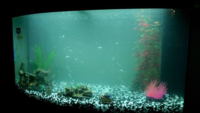 12540552_10153182710766020_7276636837230477294_n